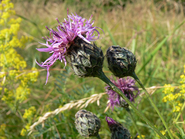 Wildblumen auf dem Münchshofener Berg