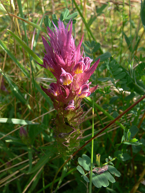 Wildblumen auf dem Münchshofener Berg