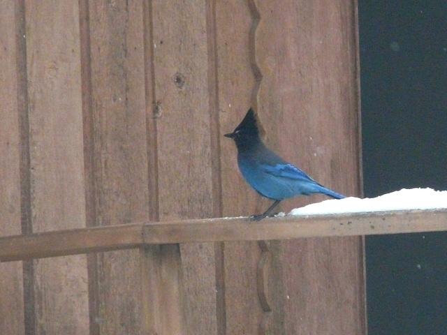 Stellar's Jay