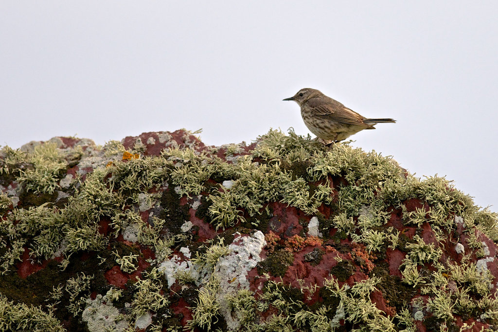 Meadow Pipit