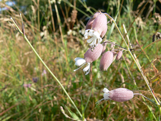 Wildblumen auf dem Münchshofener Berg