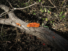 CrowsNestFalls201109 044