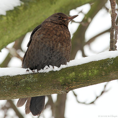 Amsel (Wilhelma)