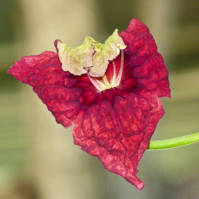 Sausage Tree flower .... seriously!