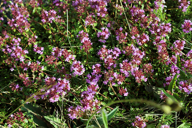 Thymus serpillum- Serpolet