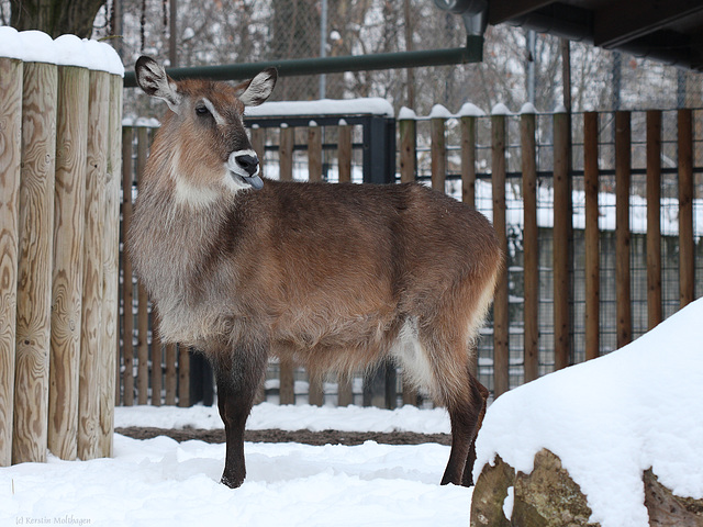 Wasserbock III (Wilhelma)