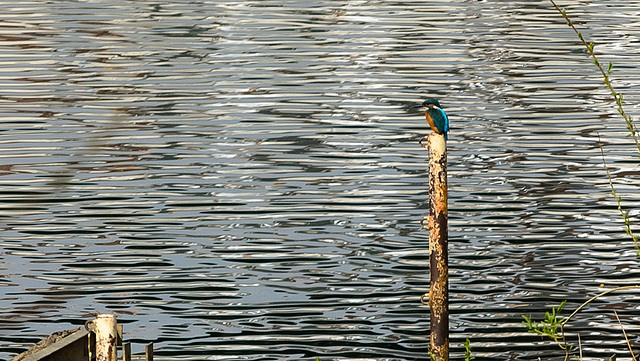 BESANCON: Un martin pêcheur (Alcedininae) 01.