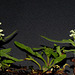 Prunella laciniata - Brunelle laciniée