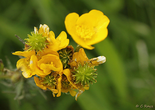 Damage from Hopper Nymphs