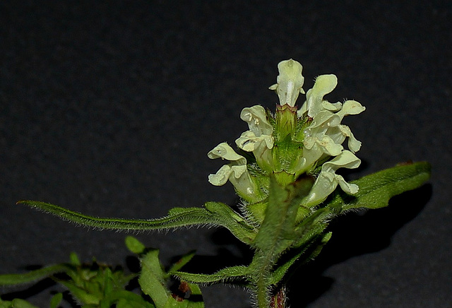 Prunella laciniata - Brunelle laciniée-001