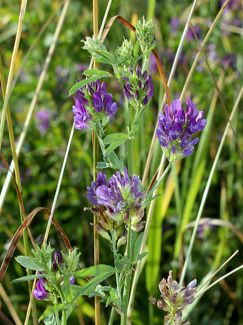 Medicago sativa- La Luzerne cultivée