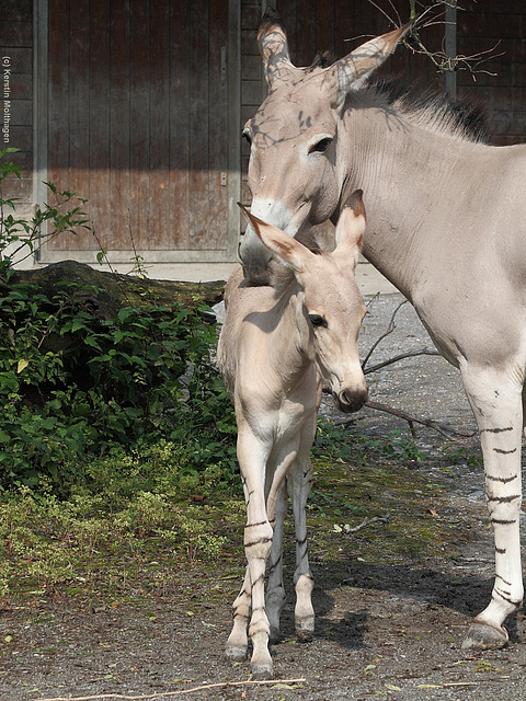 Mutter und Kind (Wilhelma)