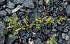 Polygonum aviculare