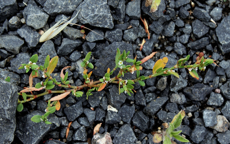 Polygonum aviculare