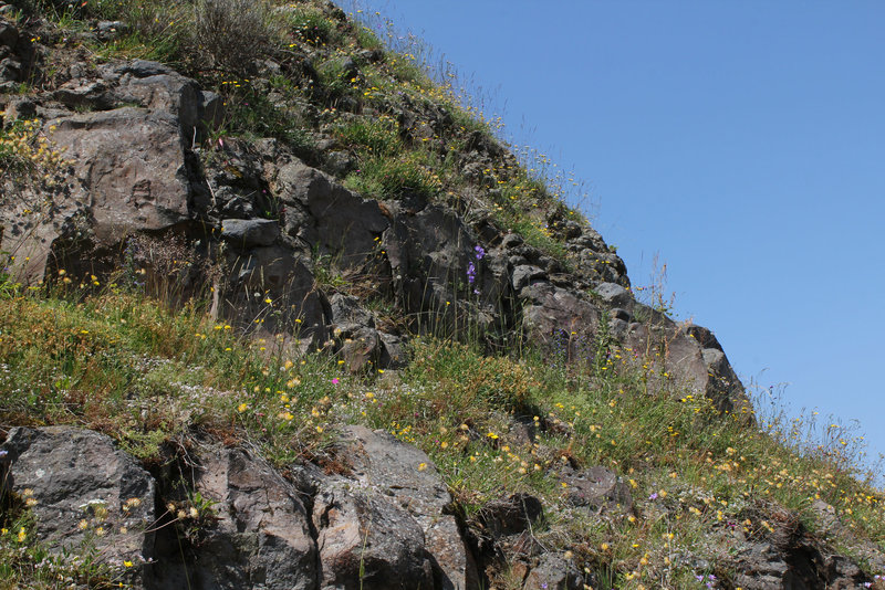 Rochers et talus fleuris (2)