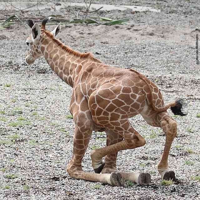 Giraffenbaby Leonie (Wilhelma)