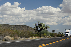 "Joshua Tree Parkway"