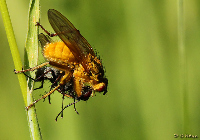 Yellow Dung Fly Male with Prey Scathophaga stercoraria
