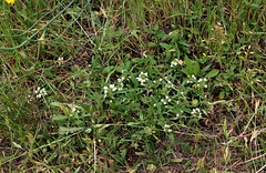 Prunella laciniata - Brunelle laciniée-002