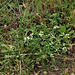 Prunella laciniata - Brunelle laciniée-002
