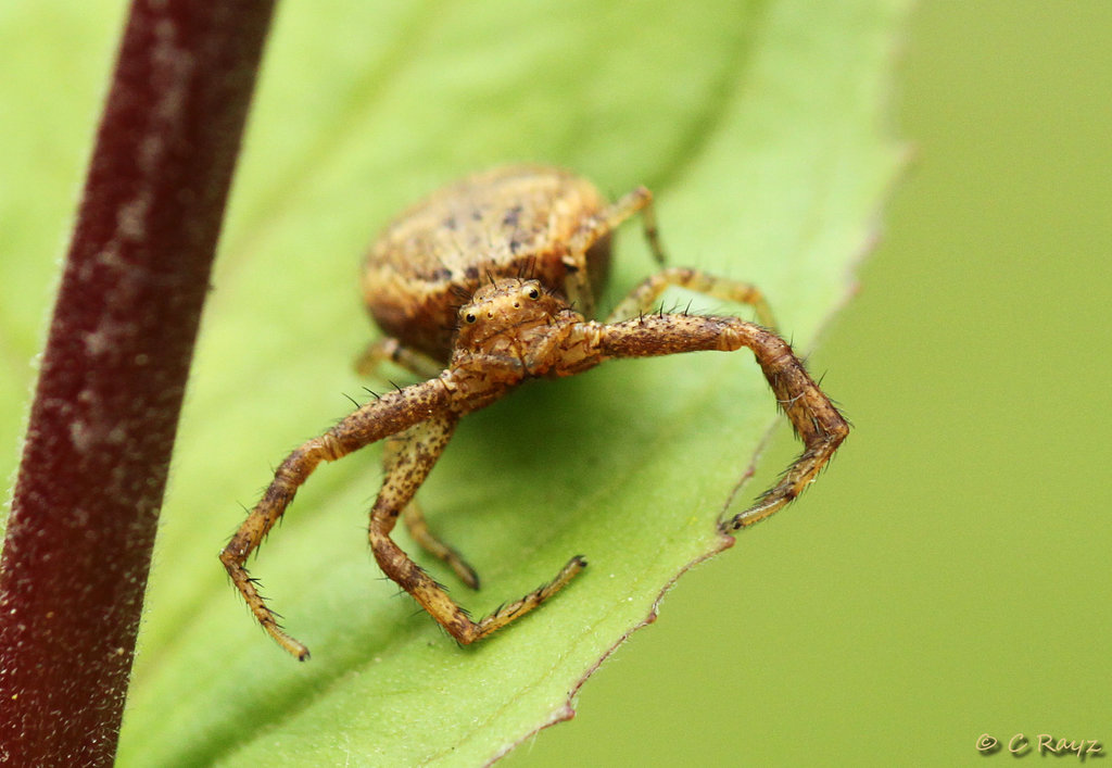 Crabby Crab Spider