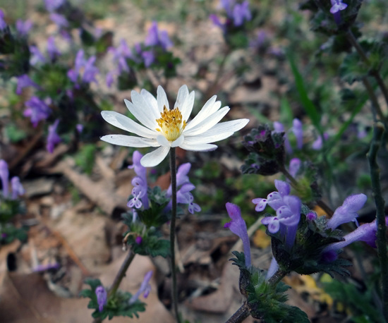 White Hepatica and Henbit