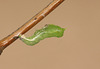 Pupating Brimstone (Gonepteryx rhamni) caterpillar