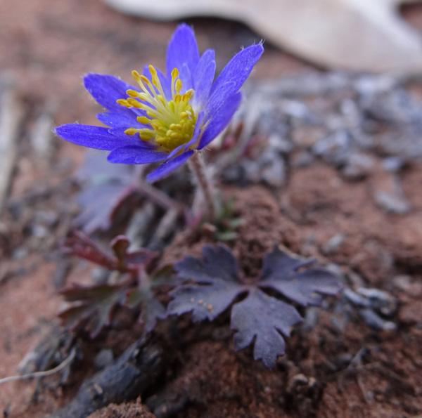 Blue Hepatica