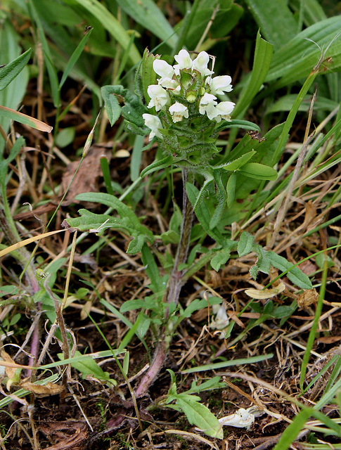 Prunella laciniata - Brunelle laciniée-004