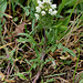 Prunella laciniata - Brunelle laciniée-004