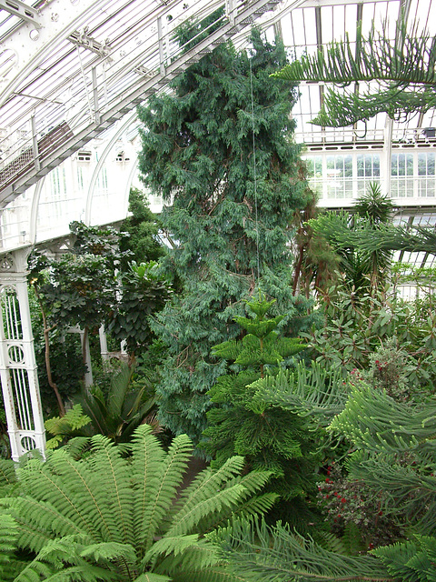 Kew Gardens