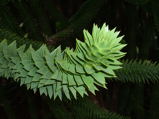 Kew Gardens: Monkey Puzzle Tree closeup