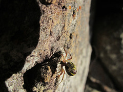 CrowsNestFalls201304 030