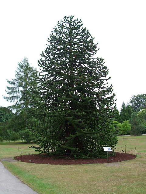 Kew Gardens: Monkey Puzzle Tree