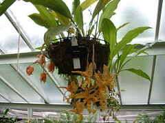 Kew Gardens: stanhopea orchid