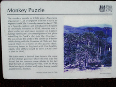 Kew Gardens: Monkey Puzzle Tree