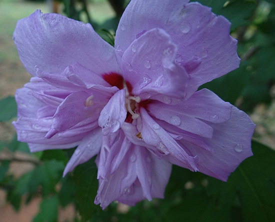 Raindrops on the 'Ardens' Rose of Sharron