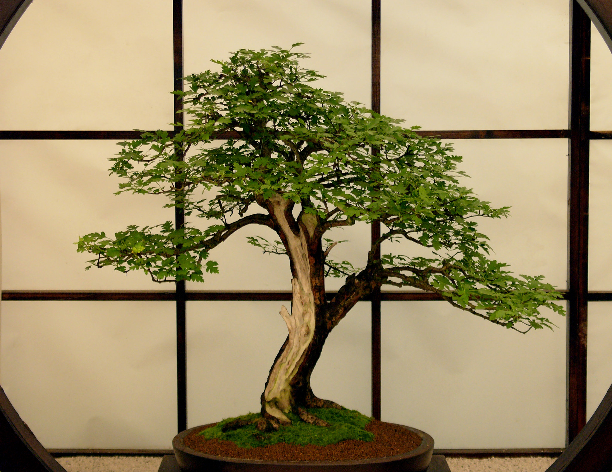 Hampton Court Flower Show Digilux 2 Bonsai