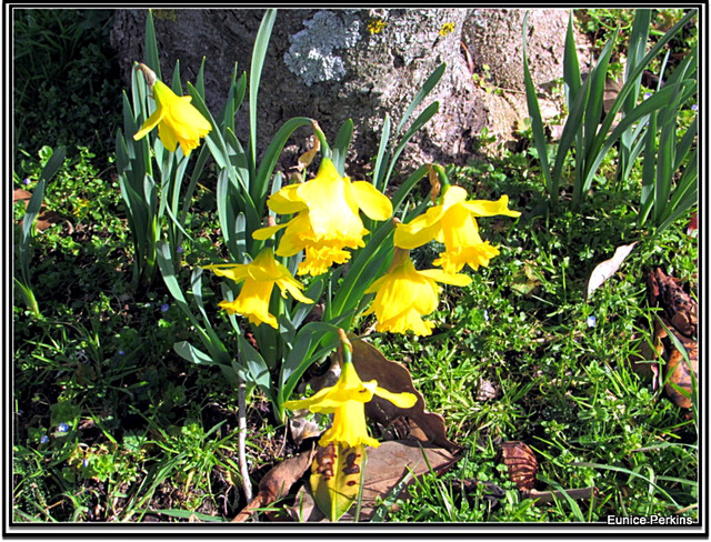 Daffodils.