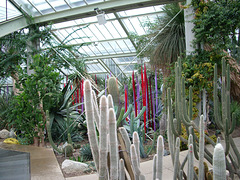 Kew Gardens: cacti