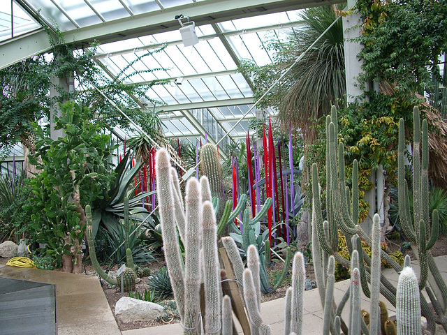 Kew Gardens: cacti