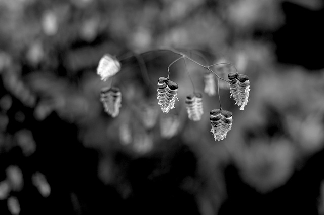 Hampton Court Flower Show Ricoh GR Bug Plant 1