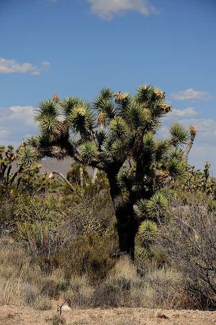 "Joshua Tree Parkway"