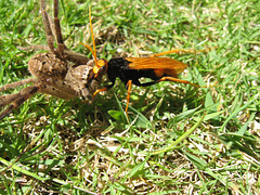 200904Walkingwasp 006