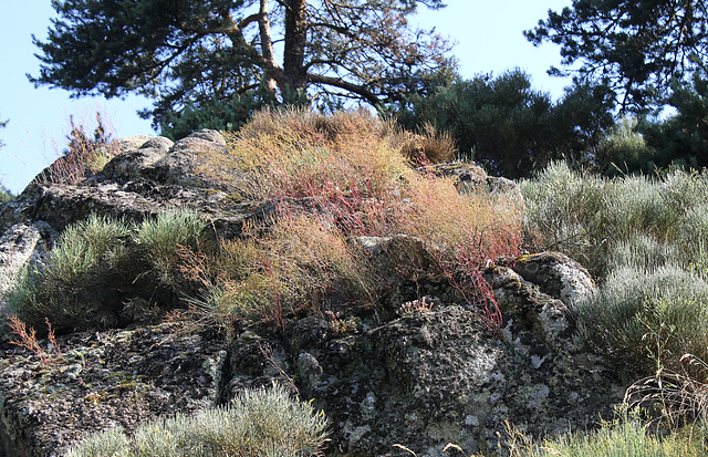 Rumex acetosella dans les rochers