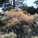 Rumex acetosella dans les rochers