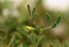 Medicago minima