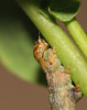 Looper caterpillar