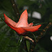 Blüte der Kletterschraubenpalme (Wilhelma)