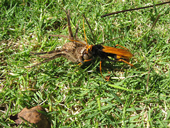 200904Walkingwasp 007